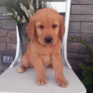 Golden Retriever Puppy Buddy