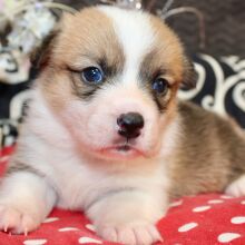 American Corgi Puppy Regan