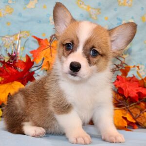 American Corgi Puppy Regan