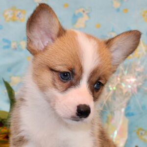 American Corgi Puppy Regan