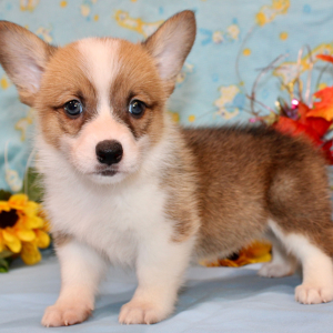 American Corgi Puppy Regan