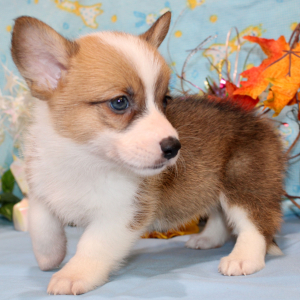 American Corgi Puppy Regan