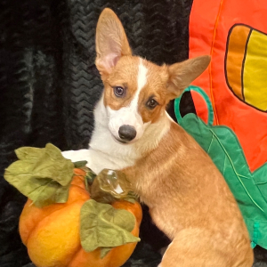 American Corgi Puppy Regan