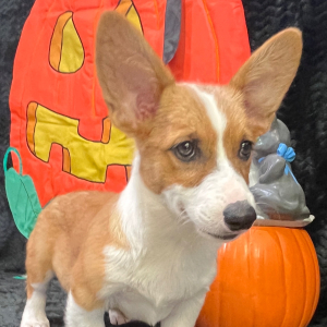 American Corgi Puppy Regan