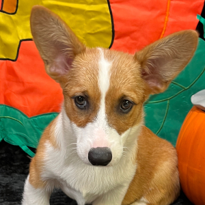 American Corgi Puppy Regan