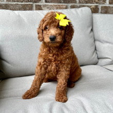 Goldendoodle Puppy Rowan