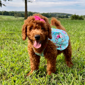 Goldendoodle Puppy Rowan