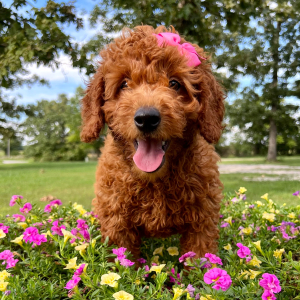 Goldendoodle Puppy Rowan