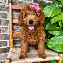 Goldendoodle Puppy Rowan