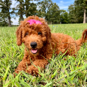 Goldendoodle Puppy Rowan