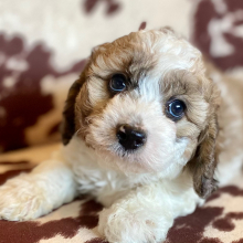 Cockapoo Puppy Waylon