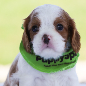 Cavalier King Charles Spaniel Puppy Mochi
