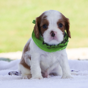 Cavalier King Charles Spaniel Puppy Mochi