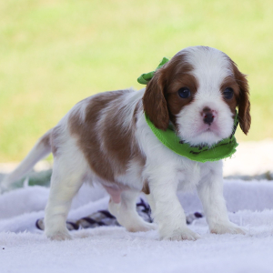 Cavalier King Charles Spaniel Puppy Mochi