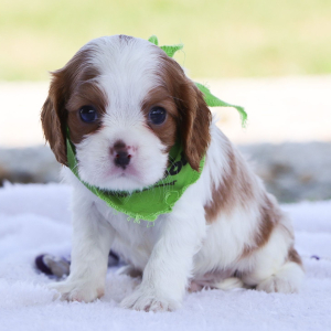 Cavalier King Charles Spaniel Puppy Mochi
