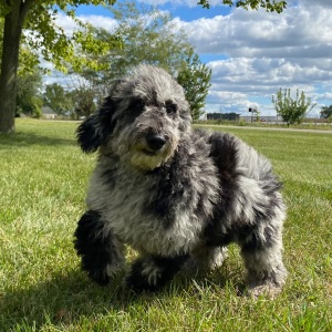 Poodle Puppy Kyle