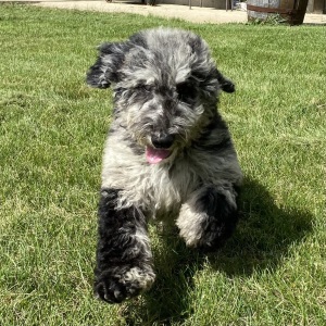 Poodle Puppy Kyle