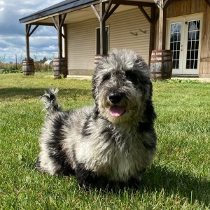 Poodle Puppy Kyle