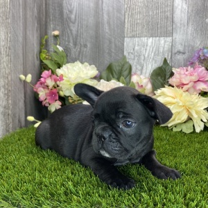 French Bulldog Puppy Darla