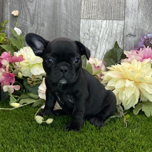 French Bulldog Puppy Darla
