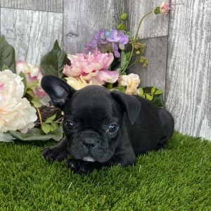 French Bulldog Puppy Darla
