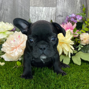 French Bulldog Puppy Darla