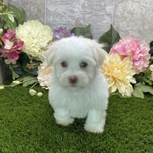 Havanese Puppy Britni