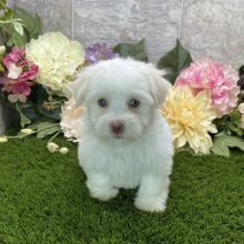 Havanese Puppy Britni