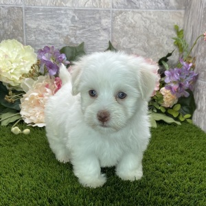 Havanese Puppy Britni