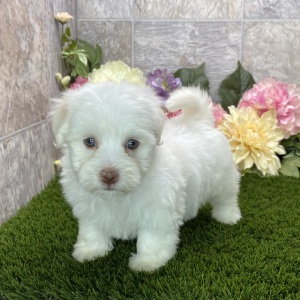 Havanese Puppy Britni