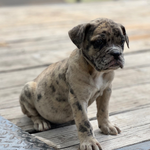 Olde English Bulldogge Puppy Emma