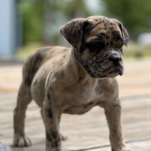 Olde English Bulldogge Puppy Emma