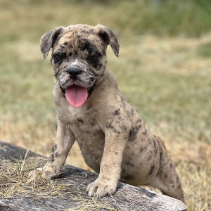 Olde English Bulldogge Puppy Emma