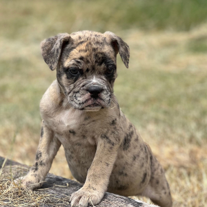 Olde English Bulldogge Puppy Emma