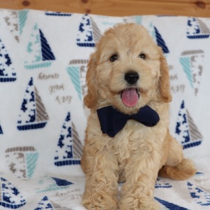 Goldendoodle Puppy Wilfred