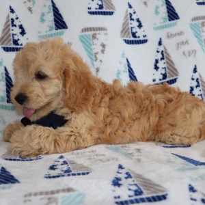 Goldendoodle Puppy Wilfred