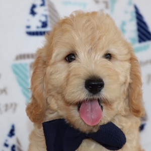 Goldendoodle Puppy Wilfred