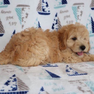 Goldendoodle Puppy Wilfred
