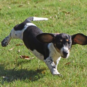 Dachshund Puppy Trixie