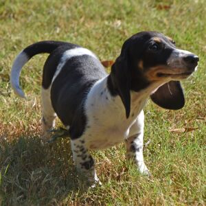Dachshund Puppy Trixie