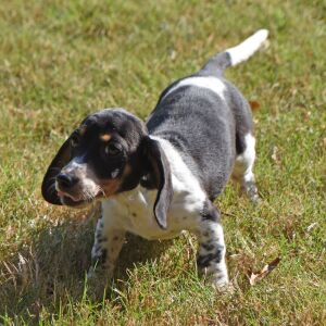 Dachshund Puppy Trixie
