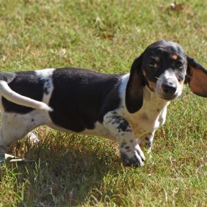 Dachshund Puppy Trixie