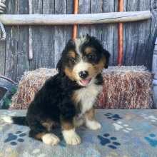Bernedoodle Puppy Rhonda