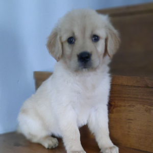 Golden Retriever Puppy Angel