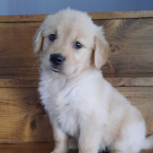 Golden Retriever Puppy Angel