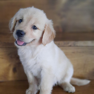 Golden Retriever Puppy Angel