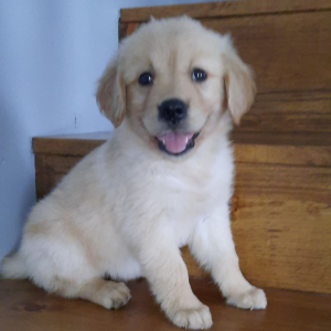 Golden Retriever Puppy Angel