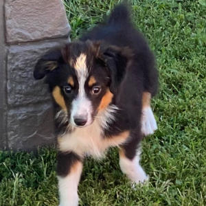 Australian Shepherd Puppy Arlo
