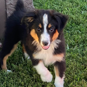 Australian Shepherd Puppy Arlo