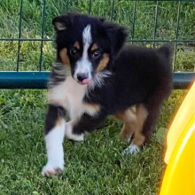 Australian Shepherd Puppy Arlo